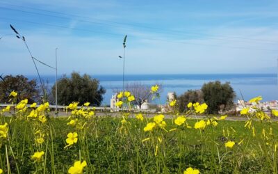 Un’esplosione di fiori gialli nei prati: l’acetosella