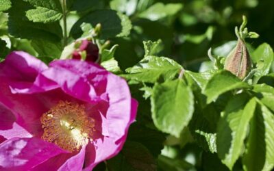 Integriamo la vitamina C in modo naturale con la Rosa Canina