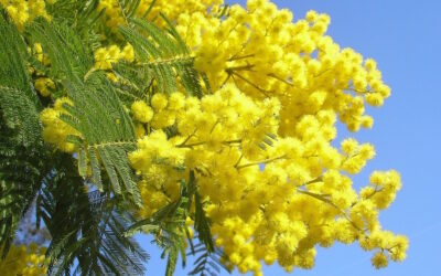 Mimosa: non solo per la Festa della Donna