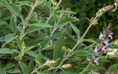 Ridurre il sudore con la Salvia